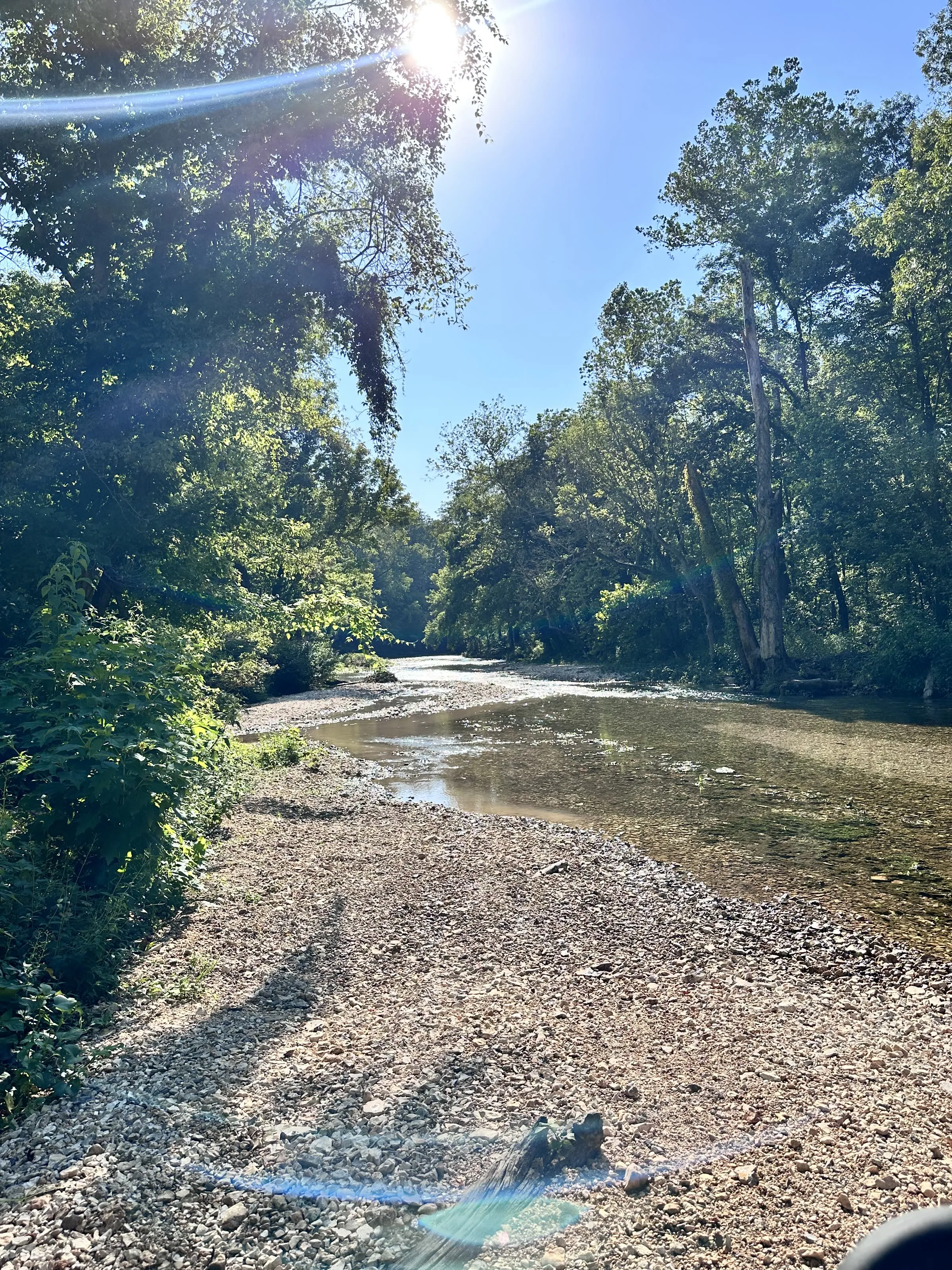 Sunlight breaking through the trees along Shultz Creek
