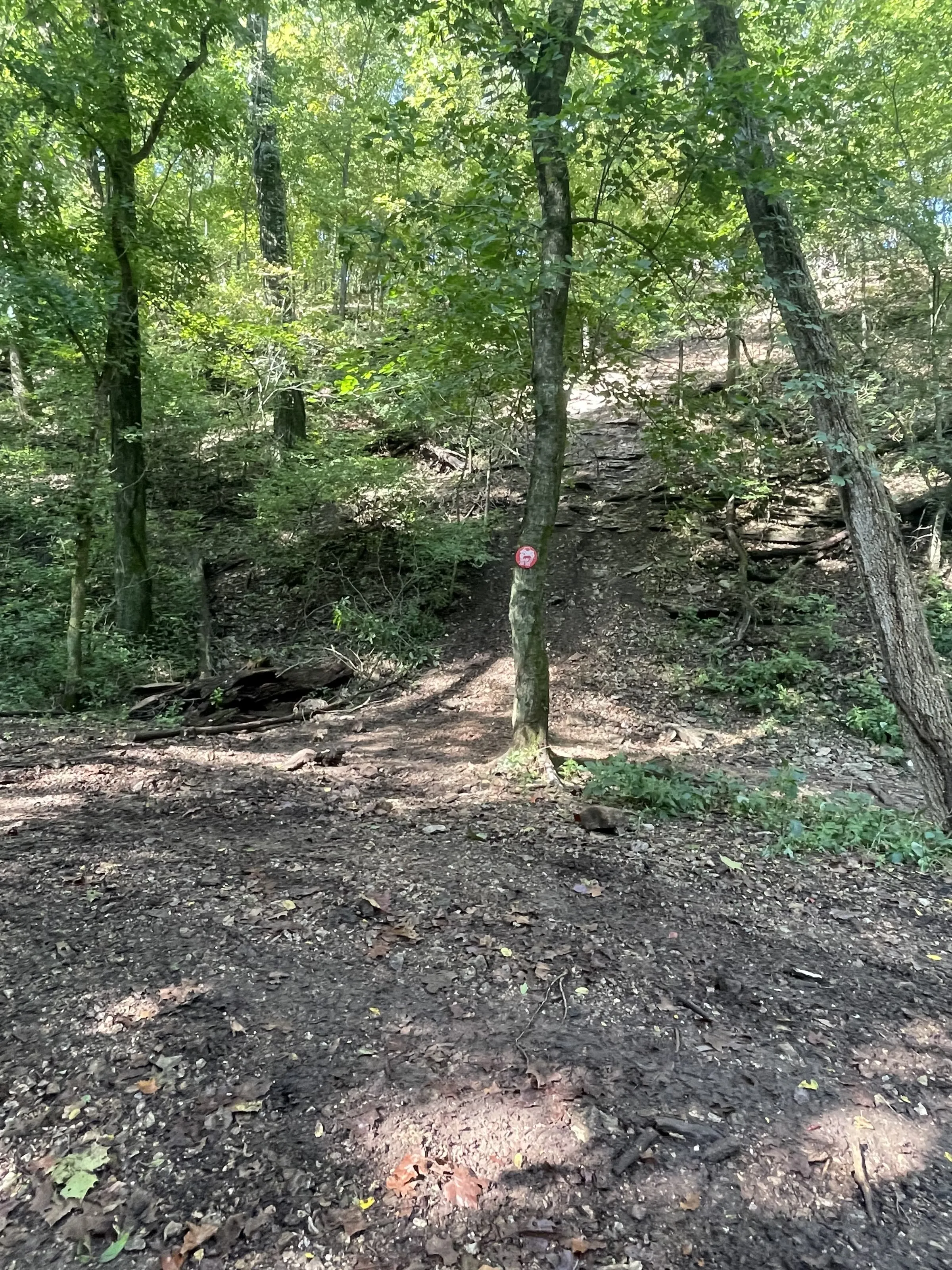 A trail marker sign nailed to a tree at a rocky trail junction