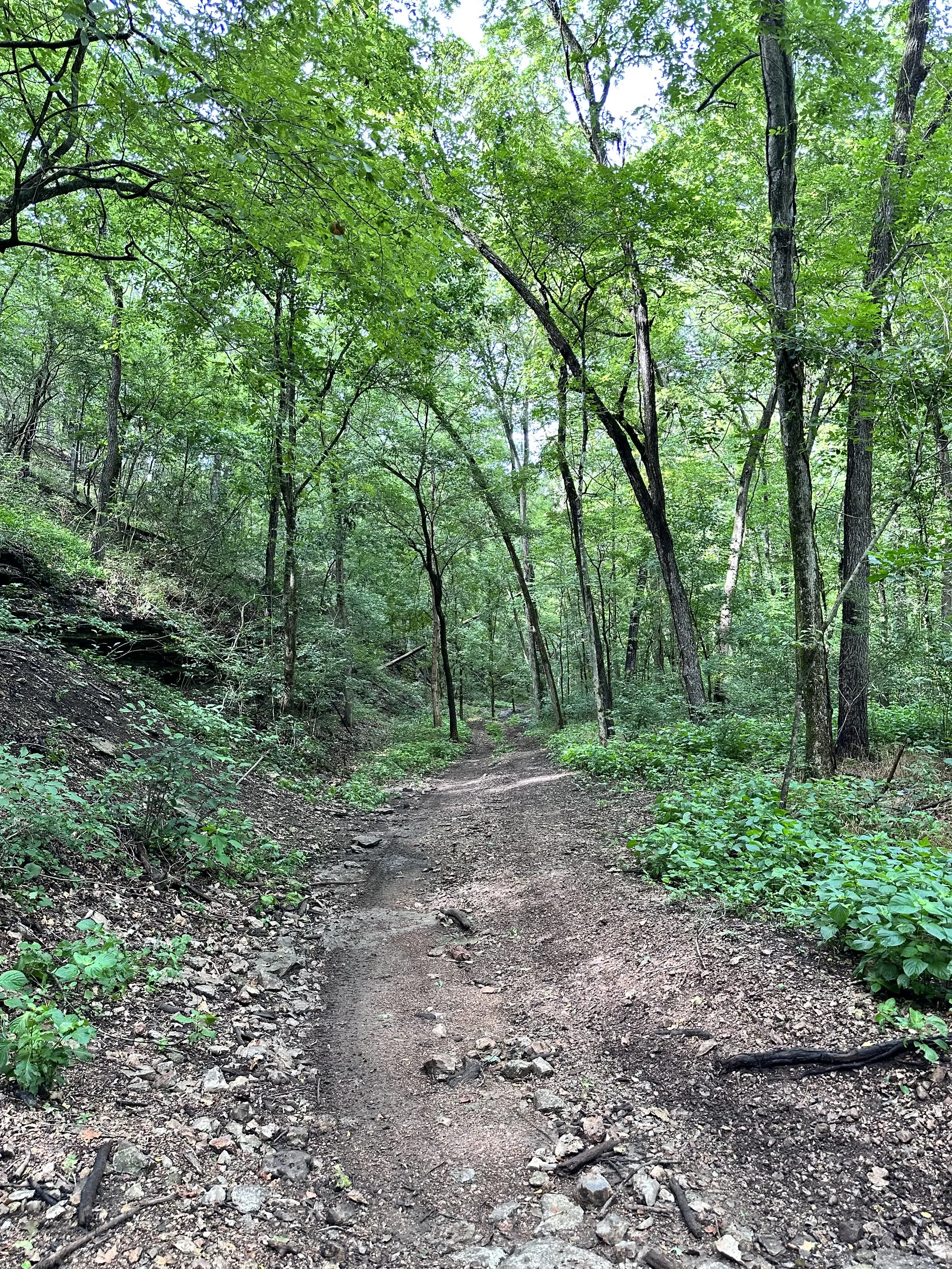 A narrow single-track trail winding through the woods